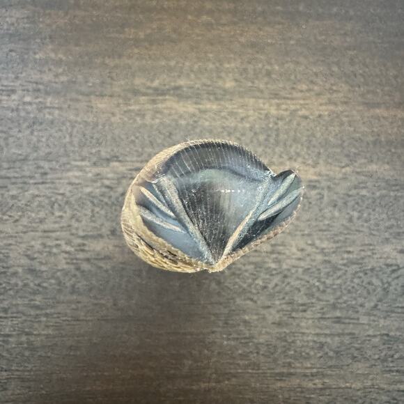 Hand Carved Owl Water Buffalo Horn Bird Figurine Acquired in Italy Gufo Artisan - Picture 8 of 13